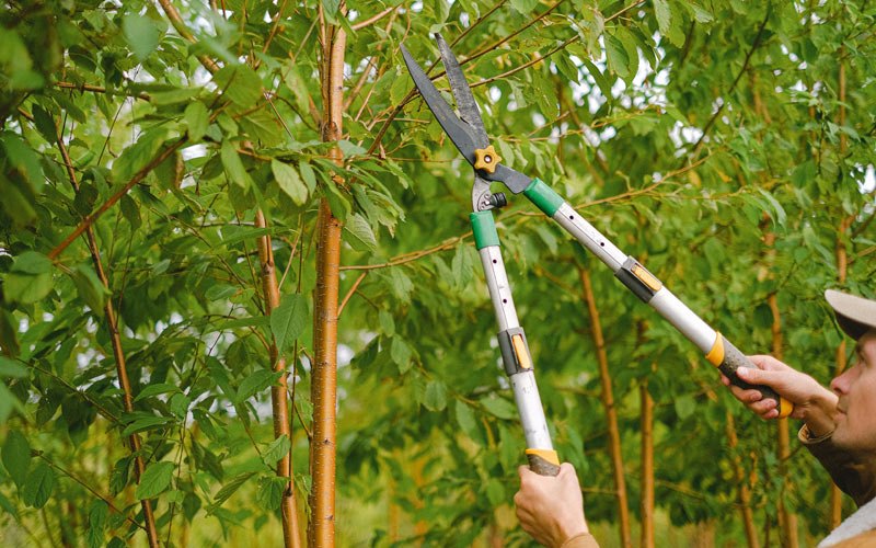 Tree trimming in Woodbine, IA