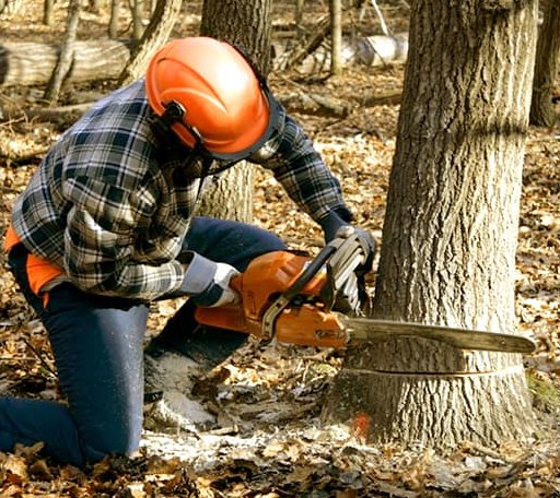 Tree Removal in Woodbine, IA